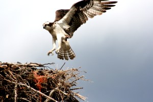 Bridge Osprey Adult - Copy (2)